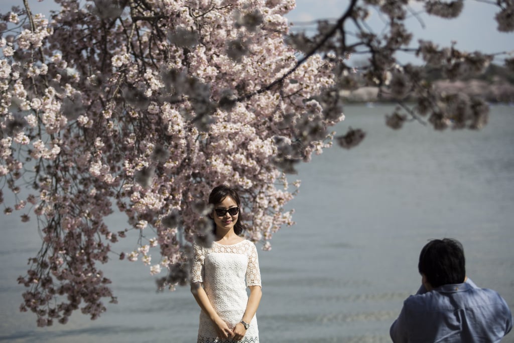 Washington DC Cherry Blossoms