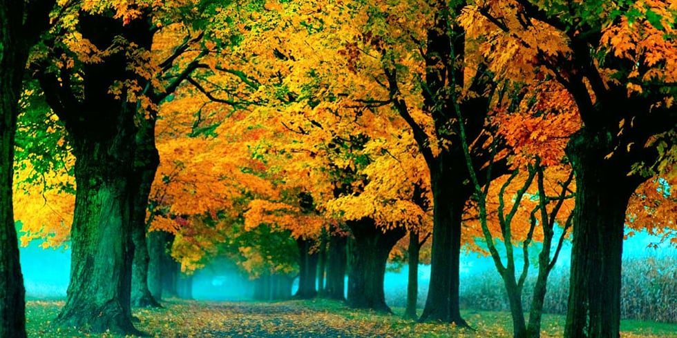 Fall Photography