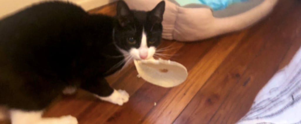Cat Who Stole His Owner's Tortillas