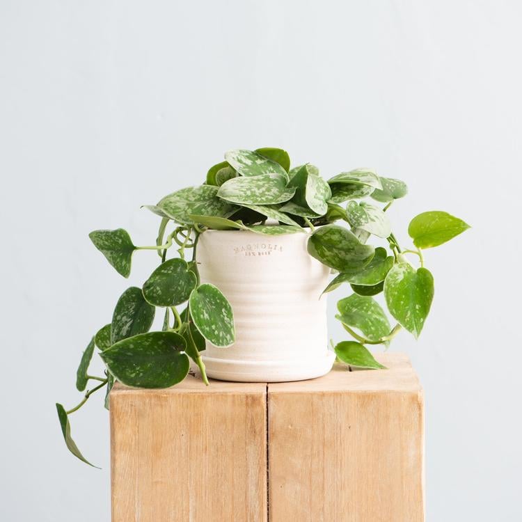 Live Silvery Ann Pothos