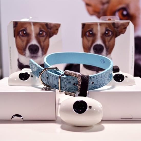 Best Pet Gadgets 2016