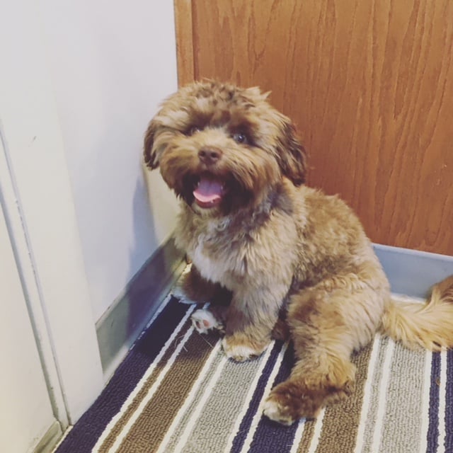 The Dog That Looks Like a Person