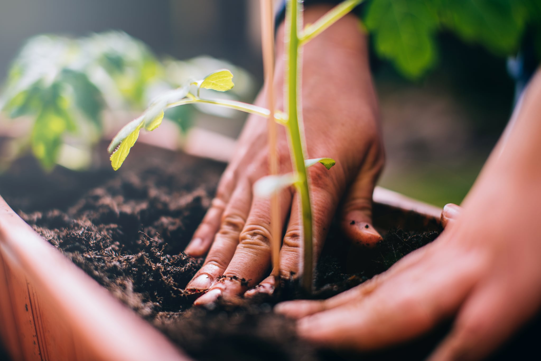 Woman planting a tomato plant.