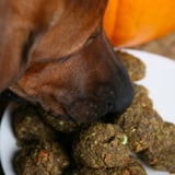 Dog-Friendly Meatball Recipe