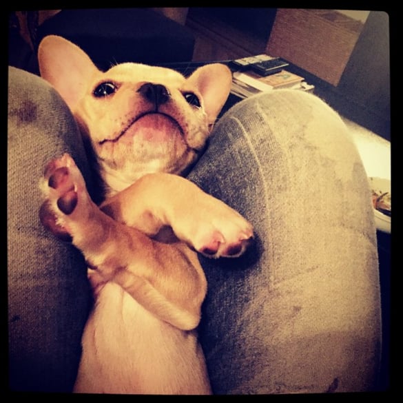 "No more pictures please #beau'slife"