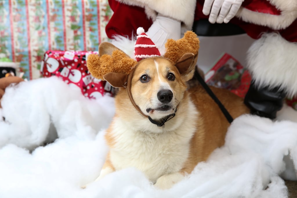 Pets Meeting Santa