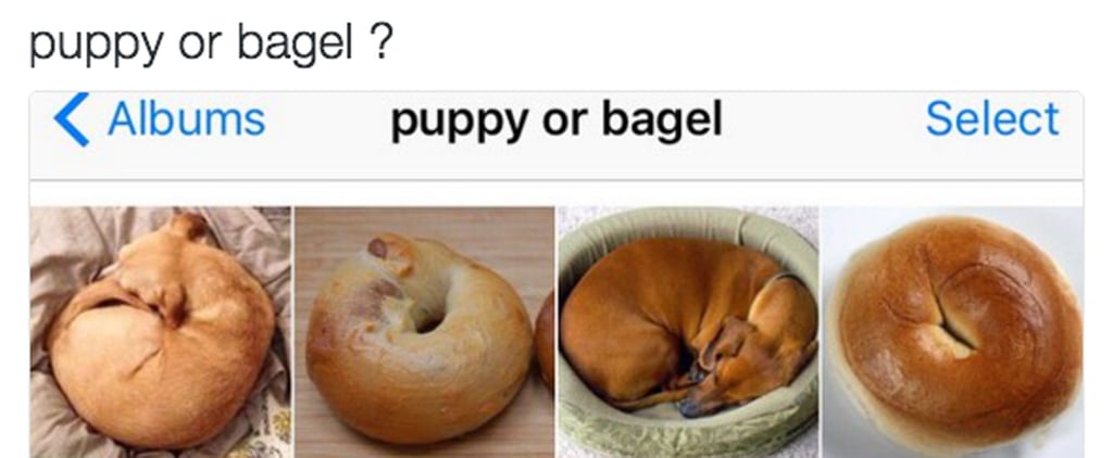 Puppy or Bagel Meme