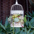 Stop and Admire These Charming Succulent Birdcages — Then DIY Them!