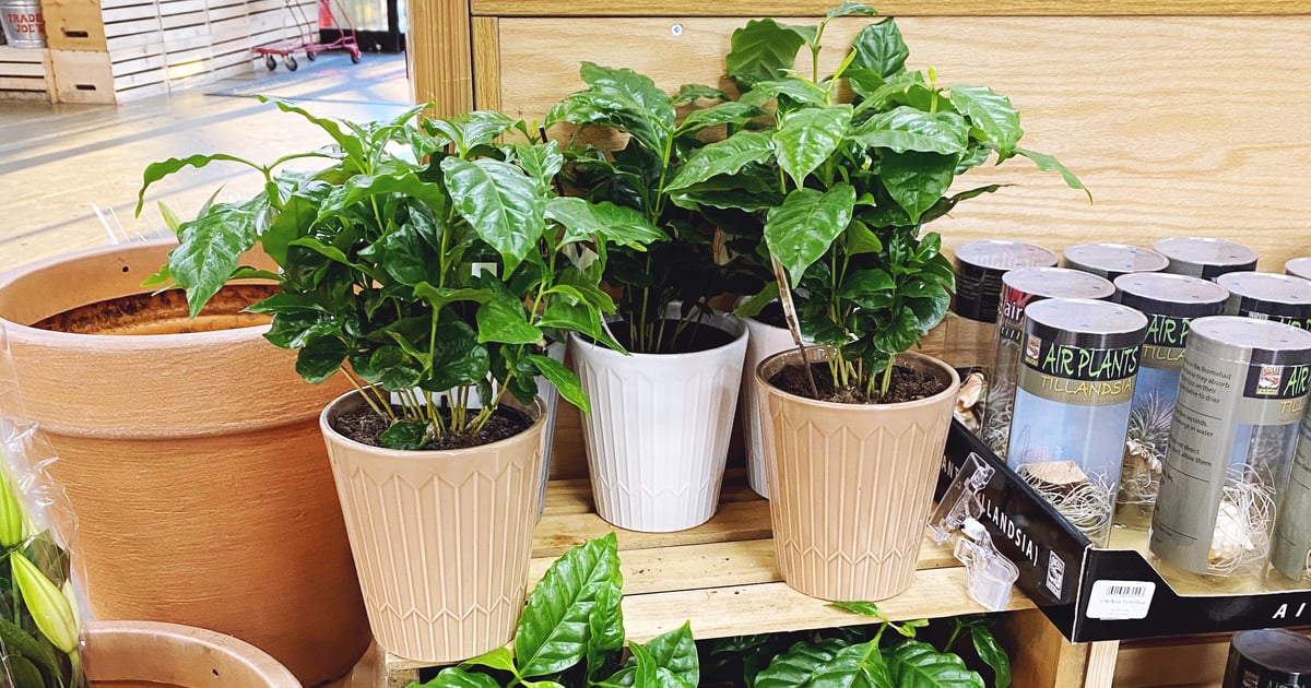 Coffee Plants For Sale at Trader Joe's | POPSUGAR Home UK