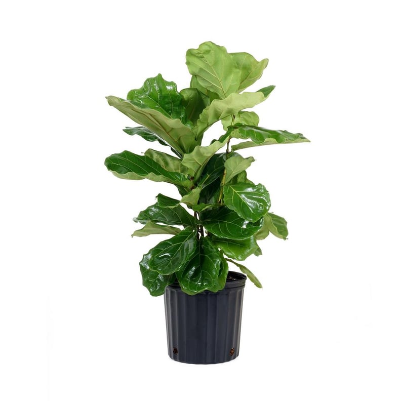 Ficus Lyrata Plant