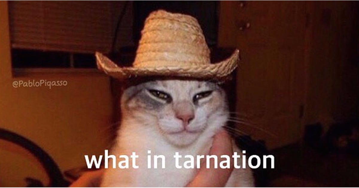 Best What in Tarnation Memes | POPSUGAR Tech