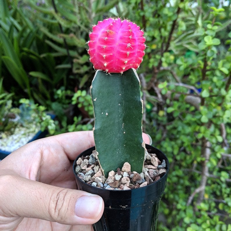 Bareroot Moon Cactus
