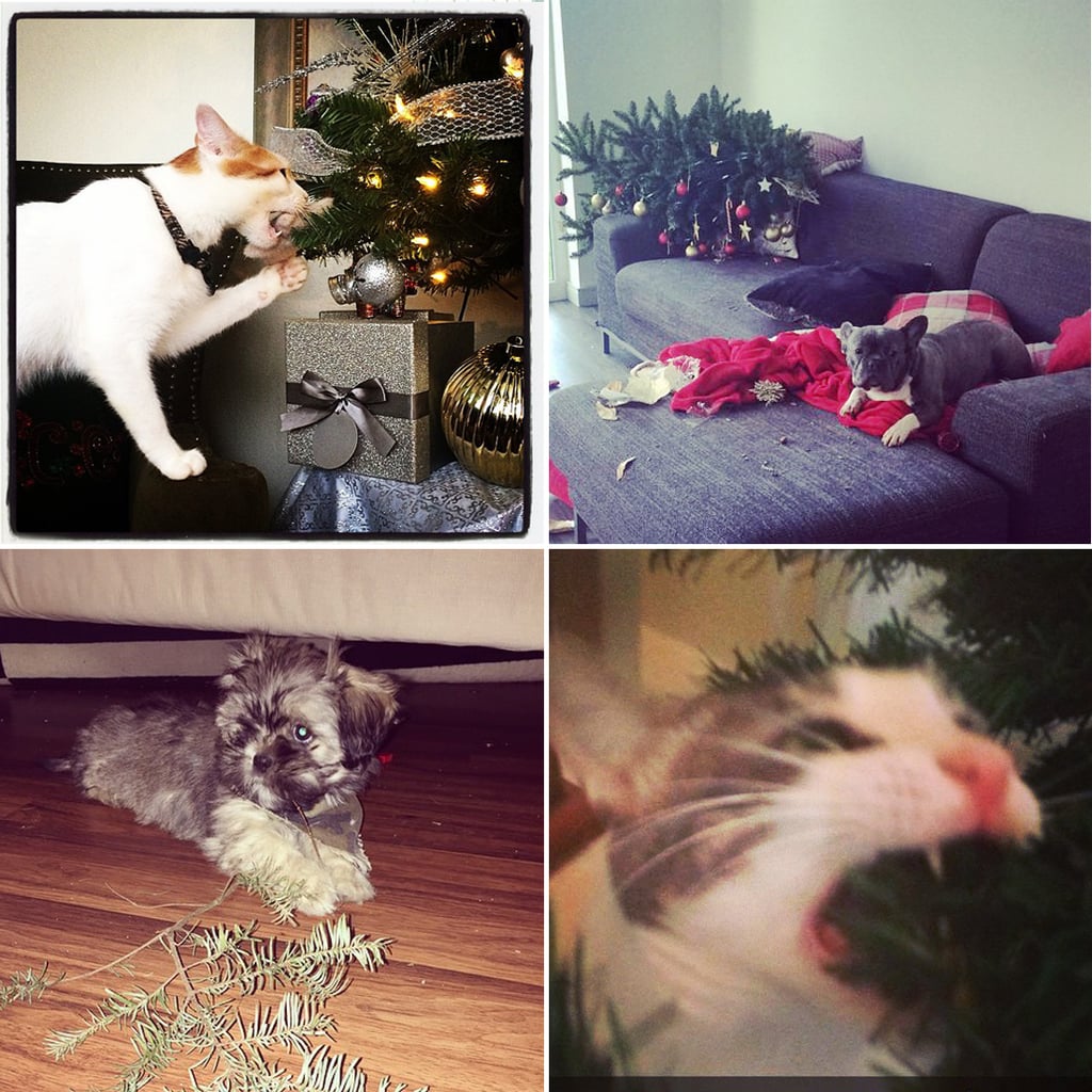 Pets Ruining Christmas Decorations POPSUGAR Pets