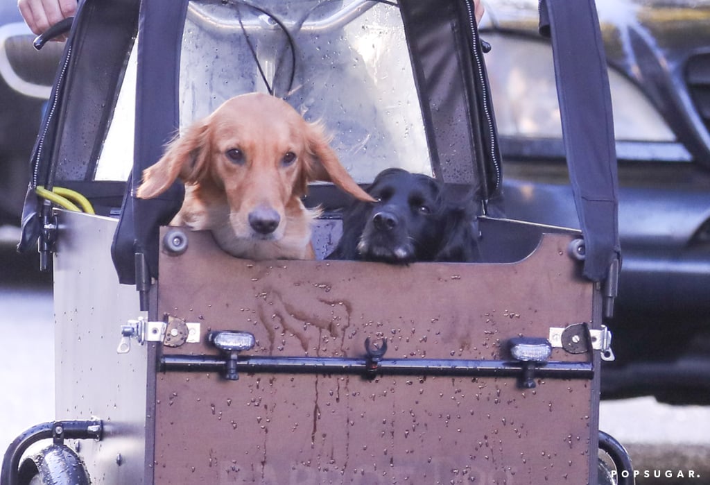 Look at those happy pups!