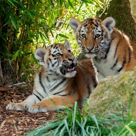 Mother Tiger Licking Baby Tiger