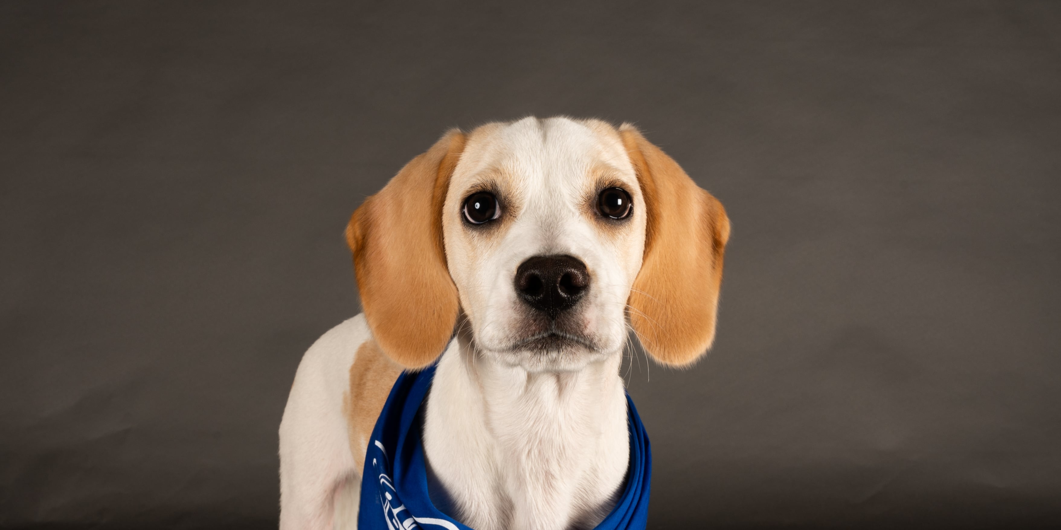 Team Fluff Wins Against Team Ruff at the 2022 Puppy Bowl | PS Entertainment