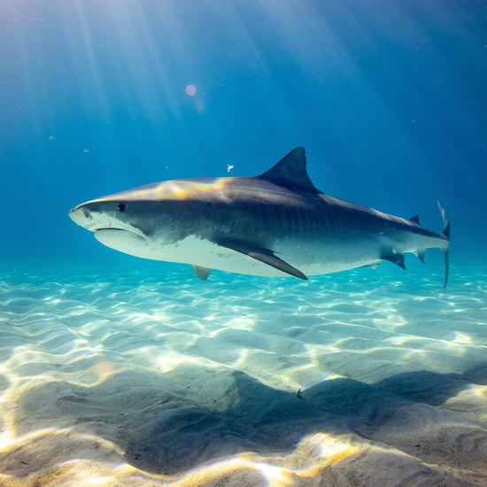 Discovery Shark Week 2019 Lineup