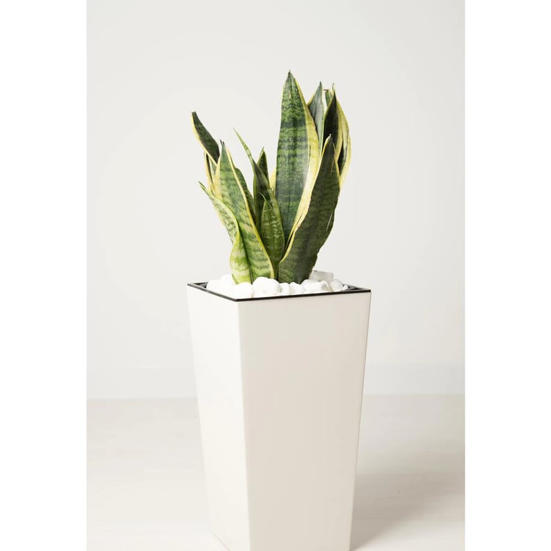 Pure Beauty Farms Sansevieria Laurentii Snake Plant