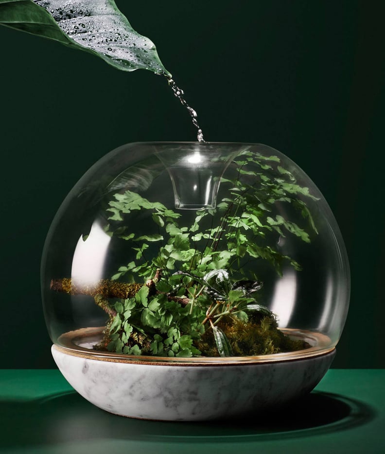 A Terrarium