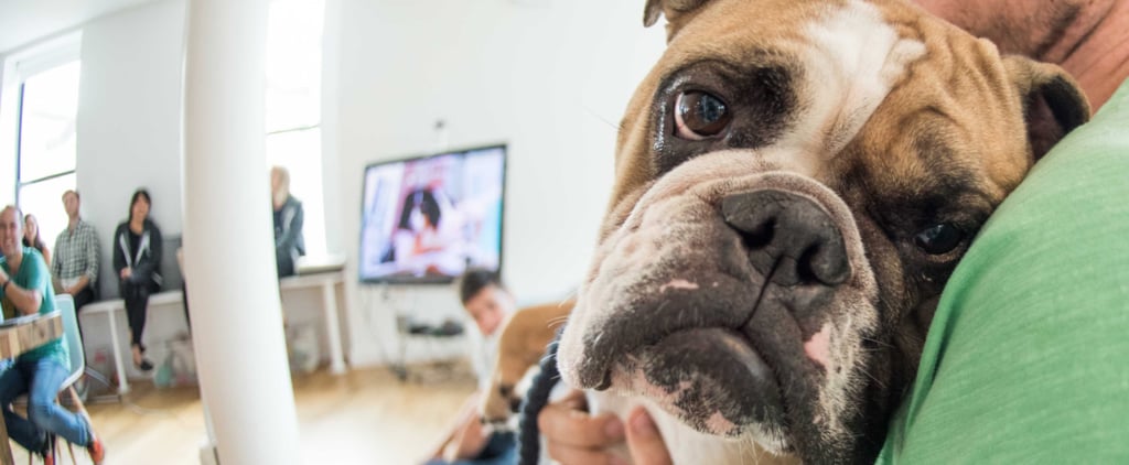 Dog-Friendly Workplaces