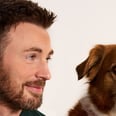 Chris Evans Says His Dog, Dodger, Is "a Little Possessive" of Him, "Which I Think Is Adorable"