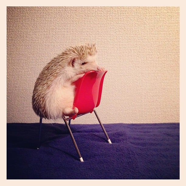 In a world dominated by cats and dogs, it's nice to see a different species on Instagram. Darcy the hedgehog does not disappoint.
Source: Instagram user darcytheflyinghedgehog