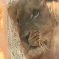 Adorable Baby Dressed as a Lion Came Face to Face With a Real Lion For an Amazing Exchange