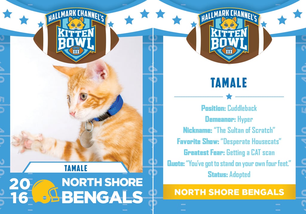 Kitten Bowl 2016