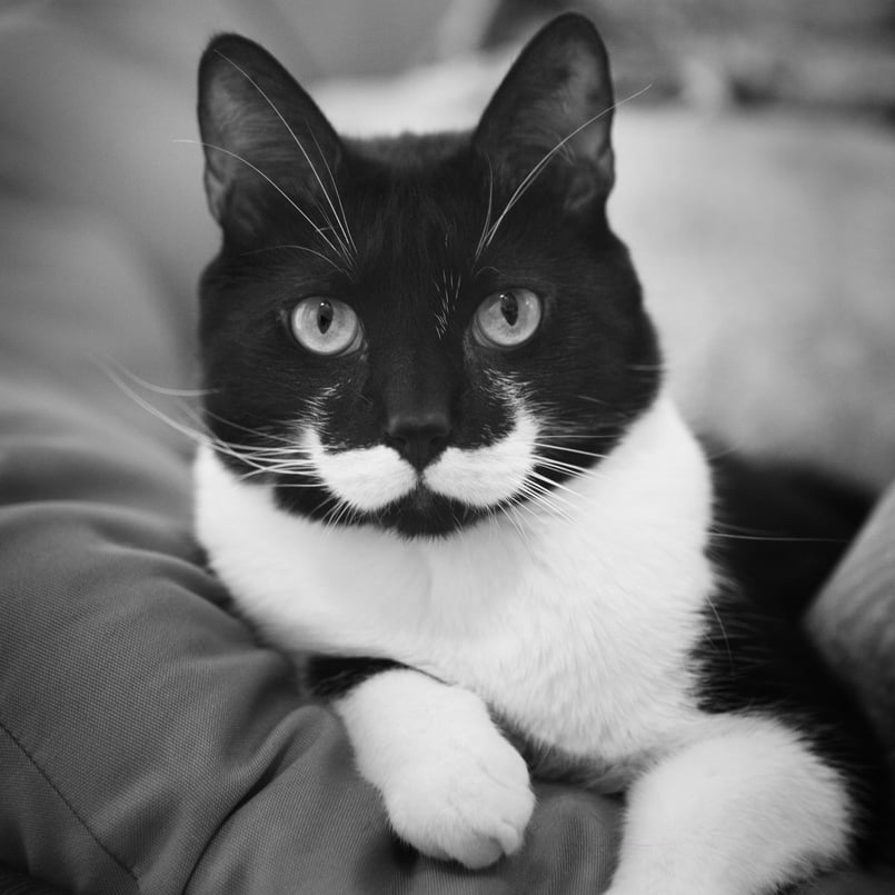 I mustache you a serious question.
Source: Flickr user Meagan