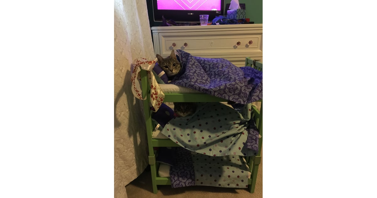 These cats in their own bunk beds Cute Animal Pictures POPSUGAR