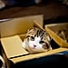 Why Do Cats Love Boxes?