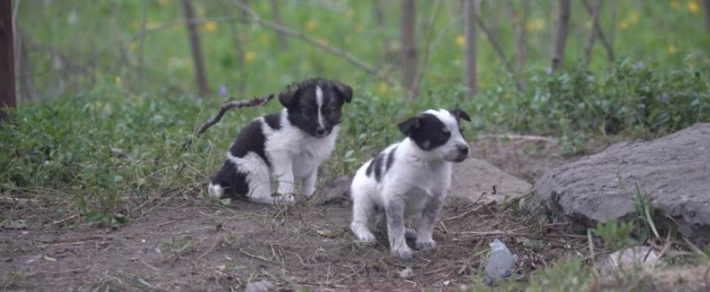 Puppies of Chernobyl Documentary