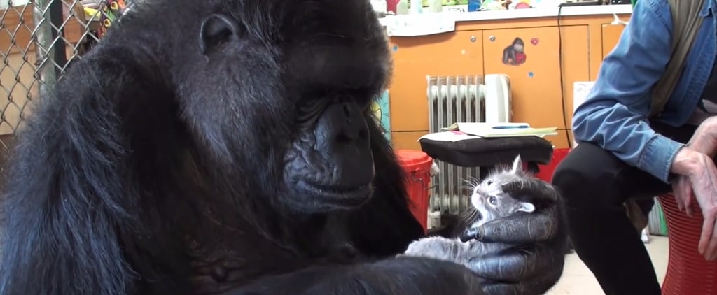 Koko the Gorilla Adopts 2 Kittens | Video