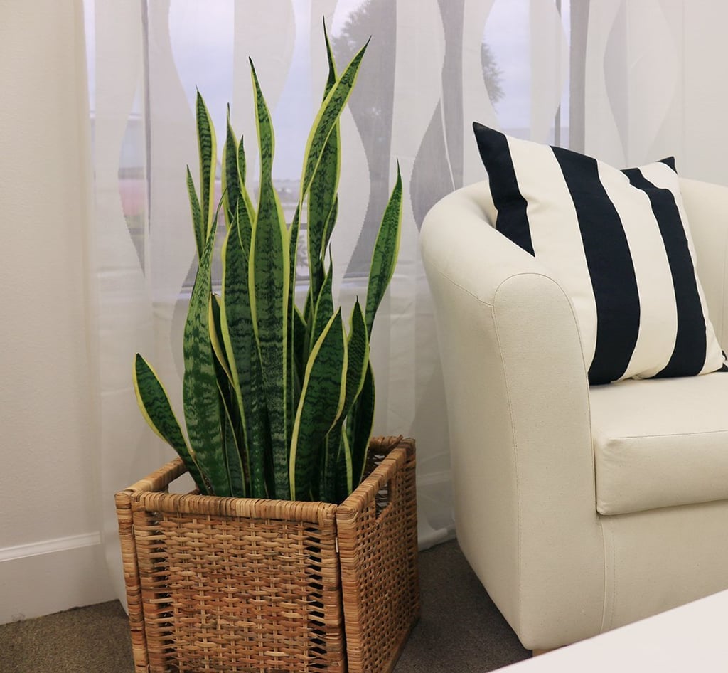 Delray Plants Snake Plant