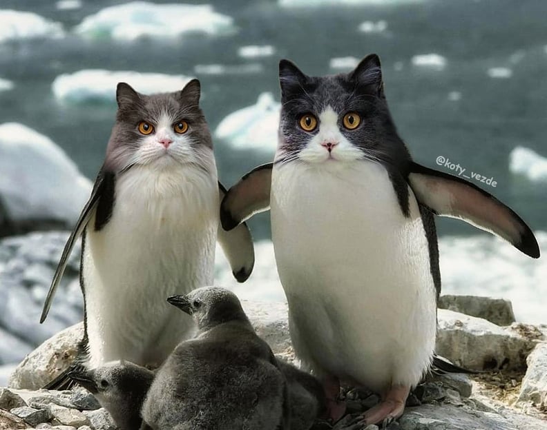 Penguins With Cats' Faces