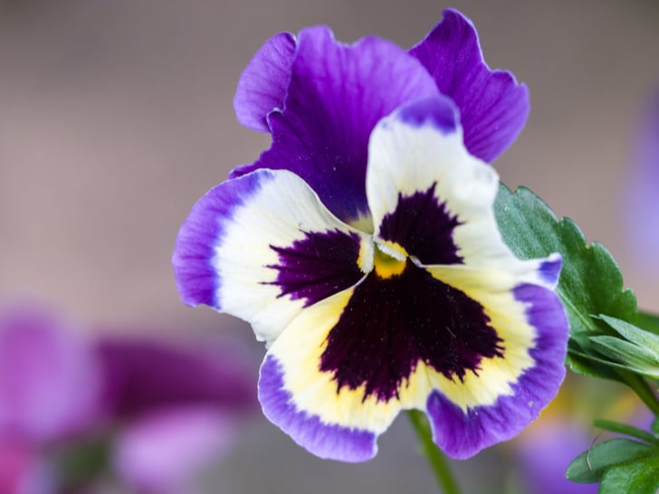 Which Fall Flowers Are Poisonous To Pets Popsugar Pets