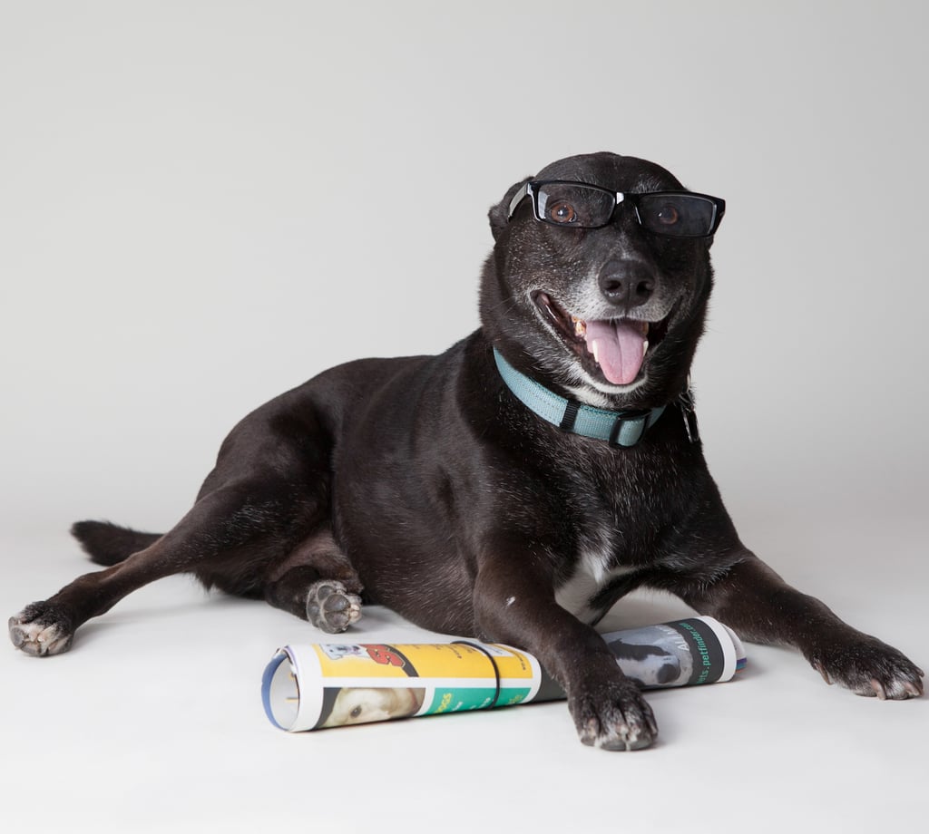 Dogs Wearing Glasses POPSUGAR Pets