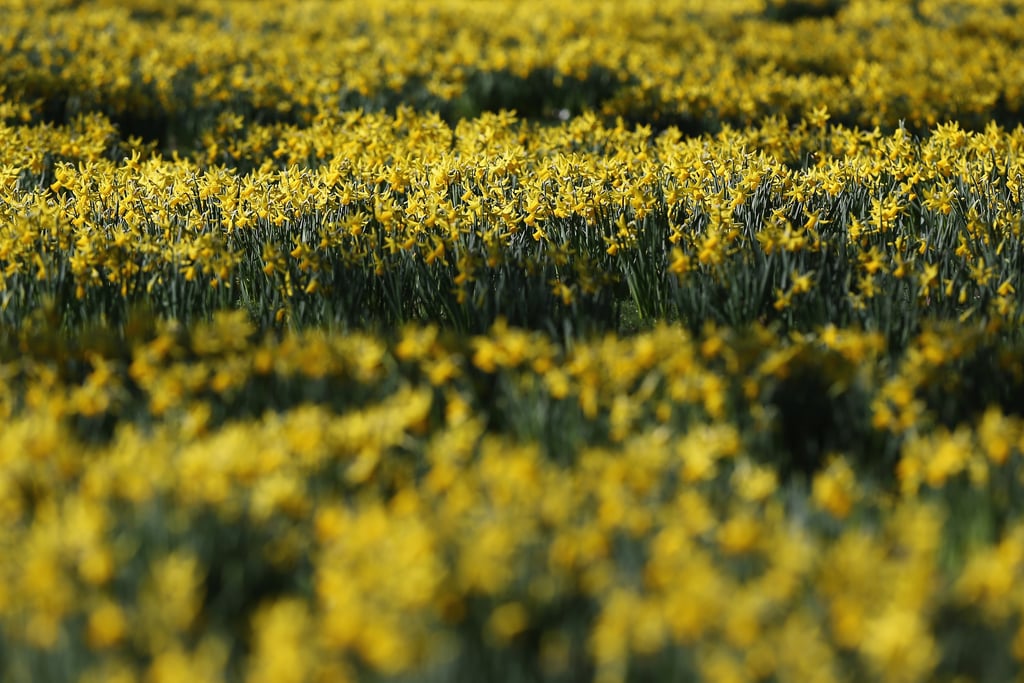 Gorgeous yellow daffodils were popping up throughout St. James's Park in London.