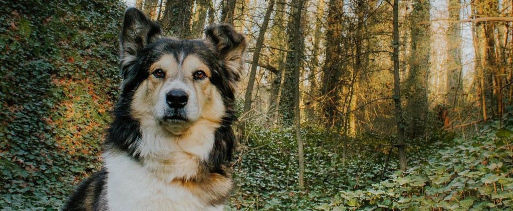 Heartbreaking Post About How Quickly Dogs Age