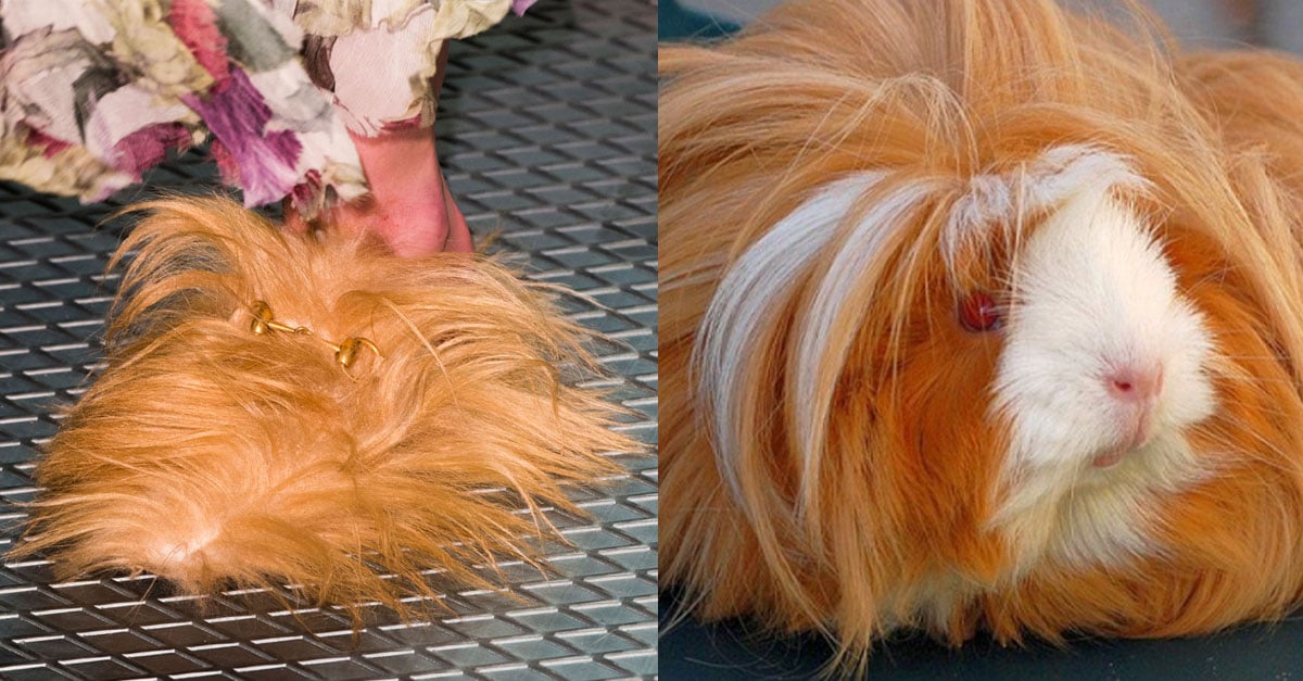 Things That Look Like Gucci s Hairy Shoes POPSUGAR Fashion