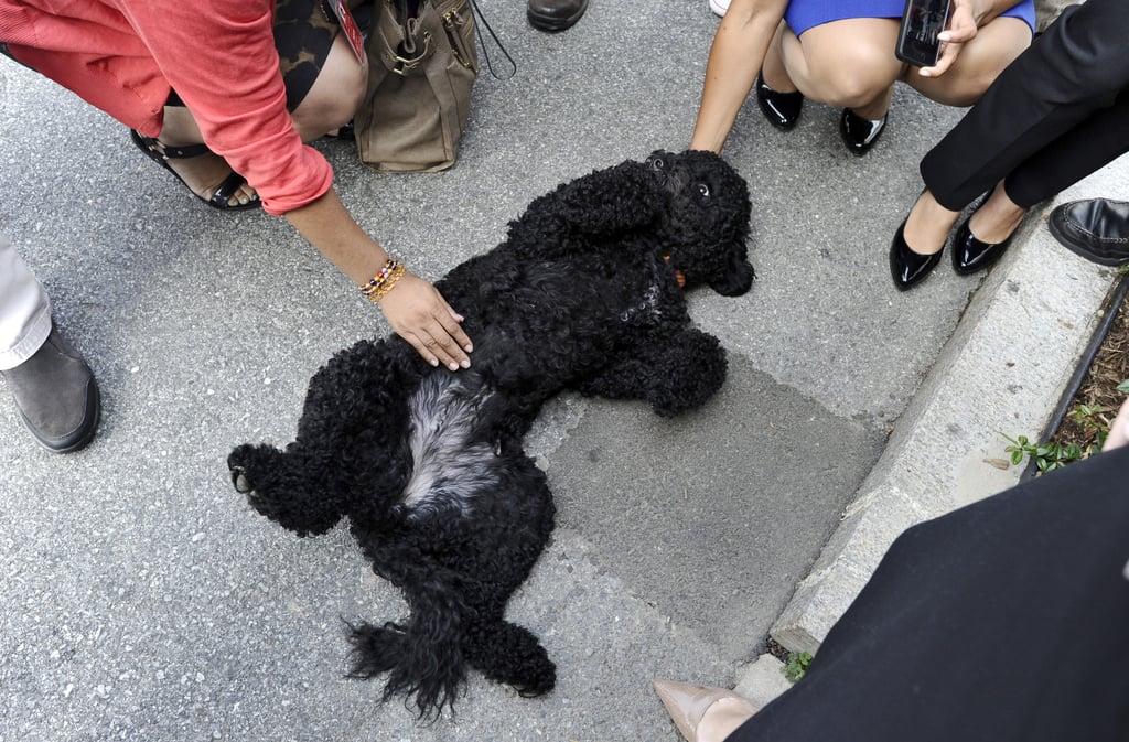 Pictures of Bo and Sunny Obama