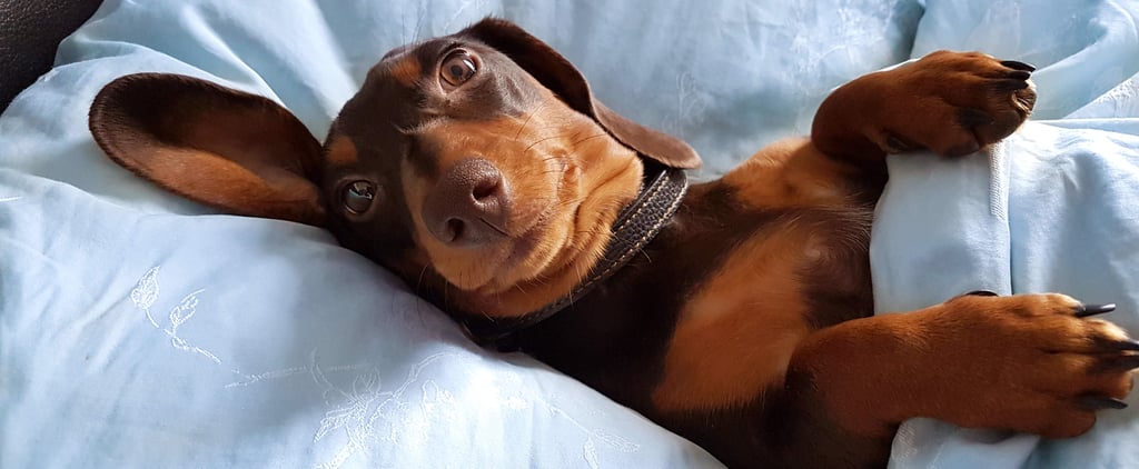 Relatable Dog GIFs