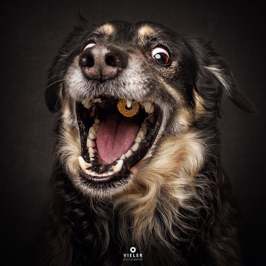 Dogs Catching Treats Photo Series