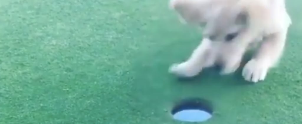 Dog Celebrates Getting a Hole in One