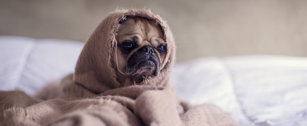 Best Heated Dog and Cat Beds 2018