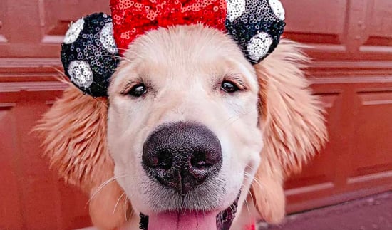 alpine white golden retrievers