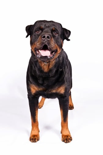 Rottweiler