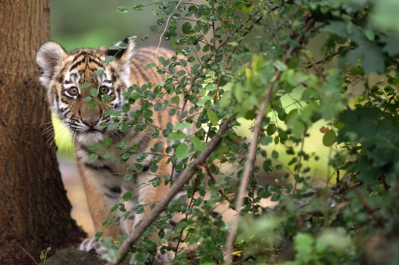 Tiger (Panthera Tigris)