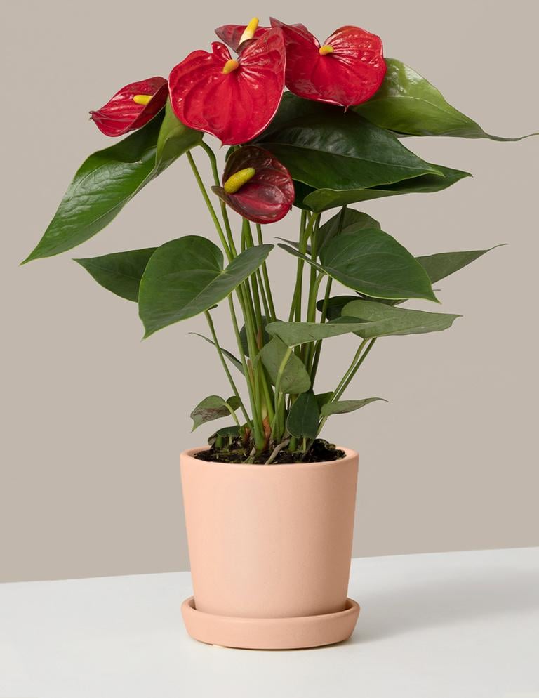 A Pretty Plant: The Sill Red Anthurium