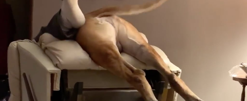 English Mastiff Dog Knocks Over Owner on Chair | Video